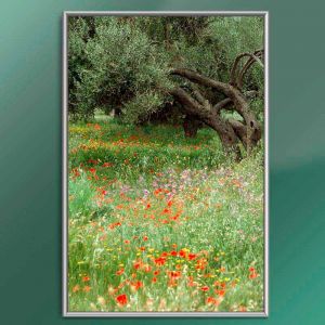 Bild Dekor 01080 Olivenbaum f�r Infrarotheizung als Bildheizung