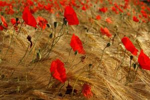 Bildheizung-Motiv Mohnfeld für Standard Infrarotheizung