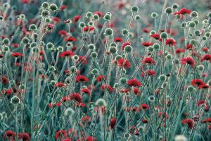 Bildheizung-Motiv Blumenwiese fr Standard Infrarotheizungen