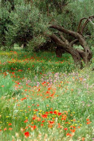 Bildheizung-Motiv Olivenbaum für Standard Infrarotheizung