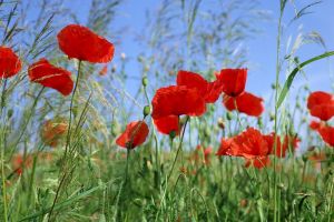 Bildheizung-Motiv Roter Mohn f�r Standard Infrarotheizungen
